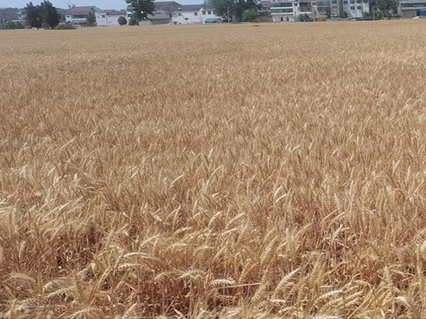 �ձ�������ӭ�����µ�����